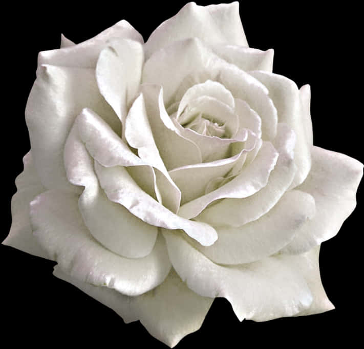 White Rose Black Background PNG image