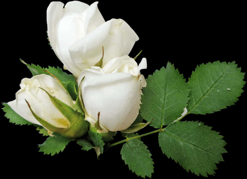 White Rose Budsand Leaves PNG image