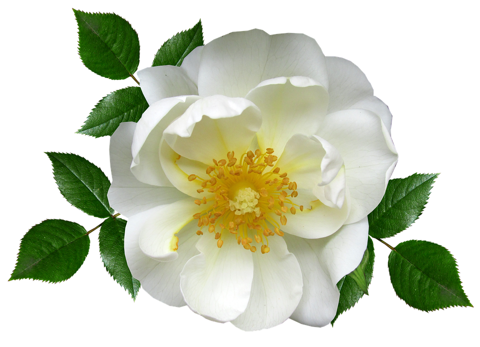 White Rose Transparent Background PNG image