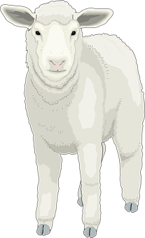 White Sheep Illustration PNG image