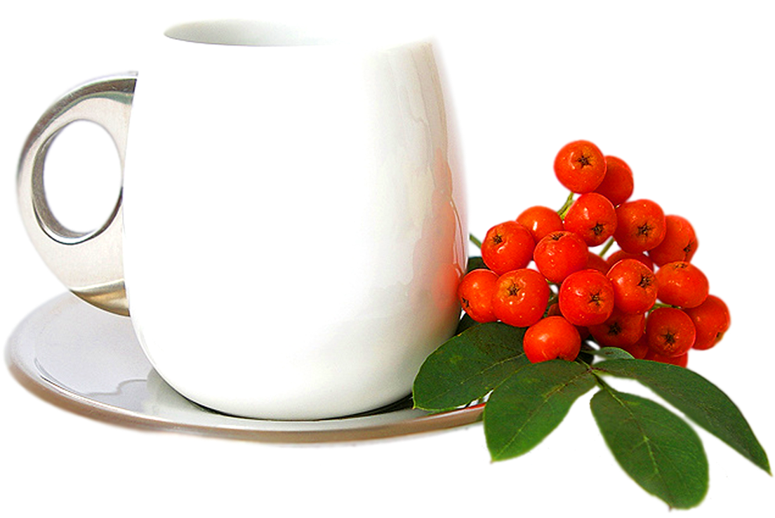 White Tea Cup With Rowan Berries PNG image