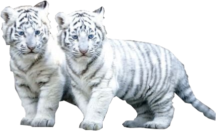 White Tiger Cubs Walking Together PNG image