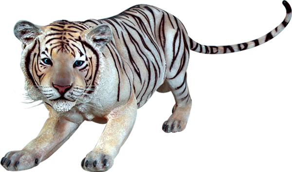 White Tiger Prowling PNG image