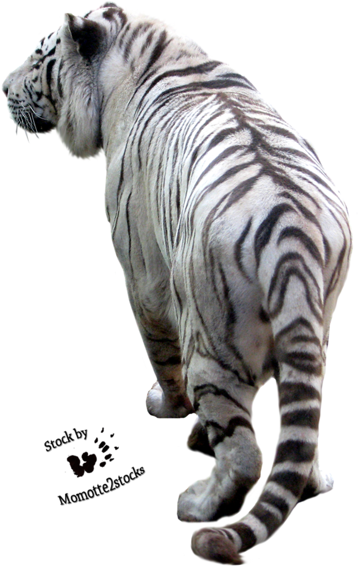 White Tiger Walking Away PNG image