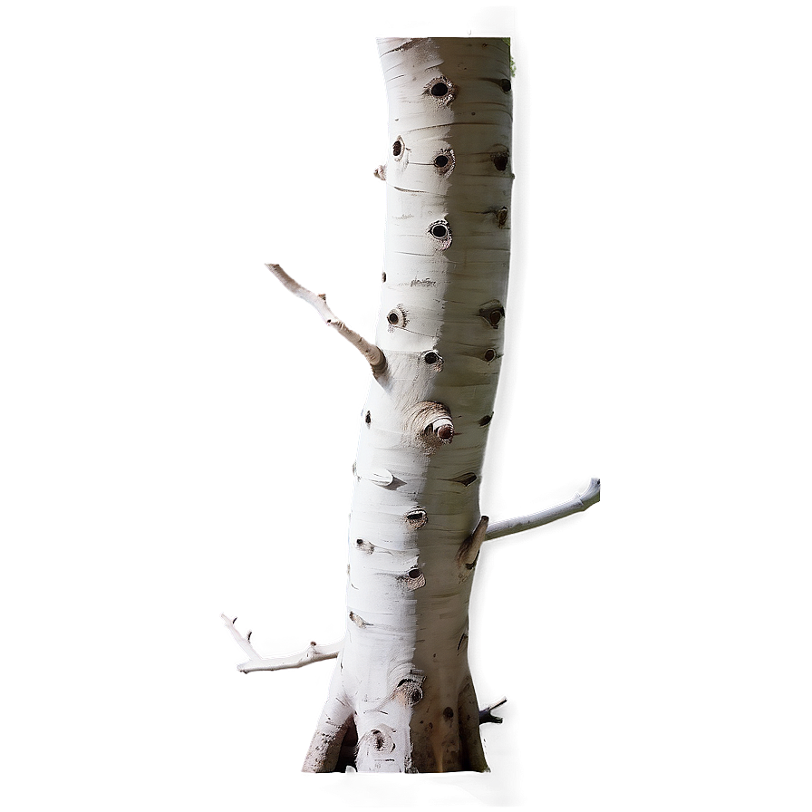 White Trunk Png Jhc PNG image