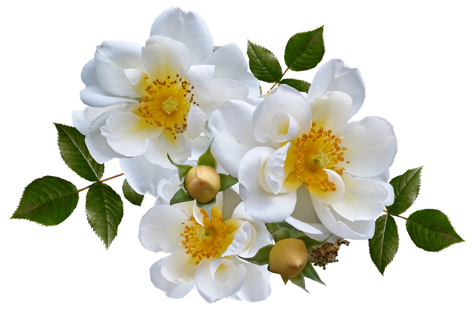 White Wild Roses Transparent Background PNG image