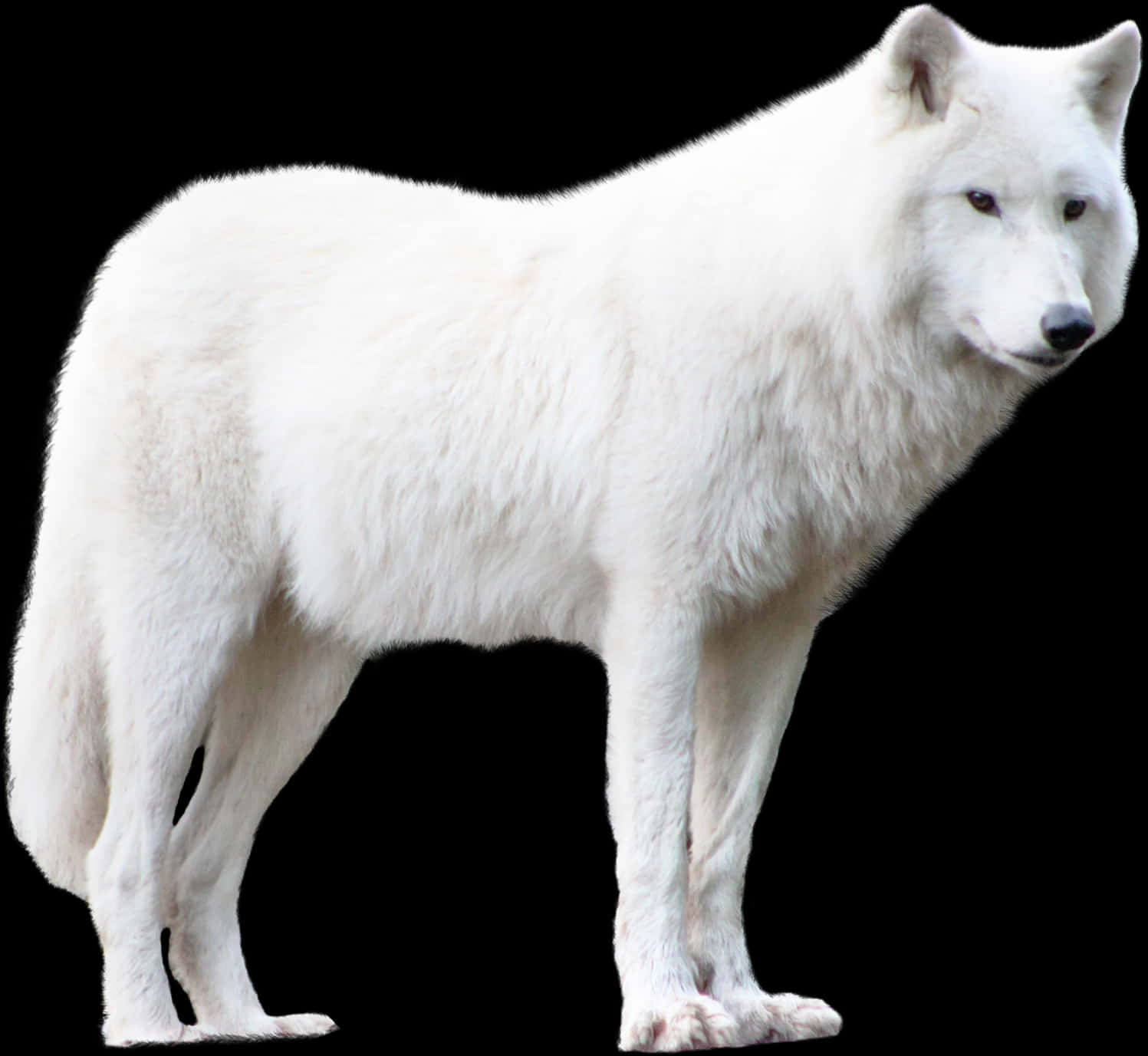 White Wolf Isolatedon Black Background.jpg PNG image