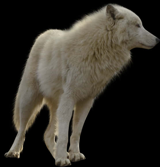 White Wolf Profile Black Background PNG image