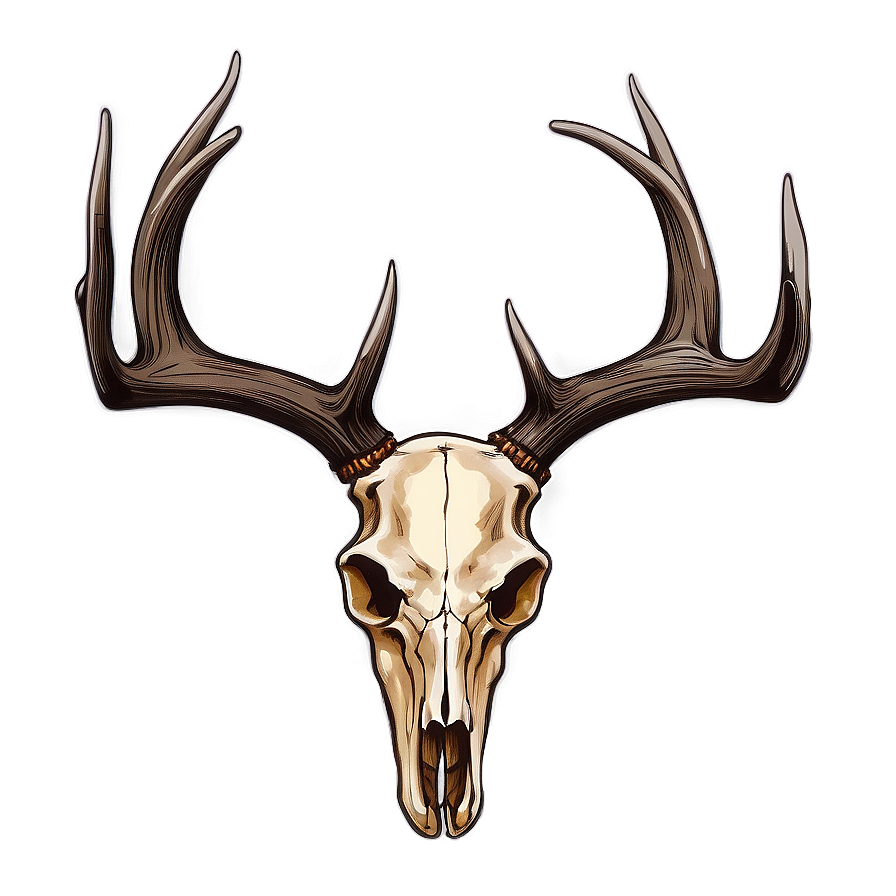 Whitetail Deer Skull Illustration Png 06132024 PNG image