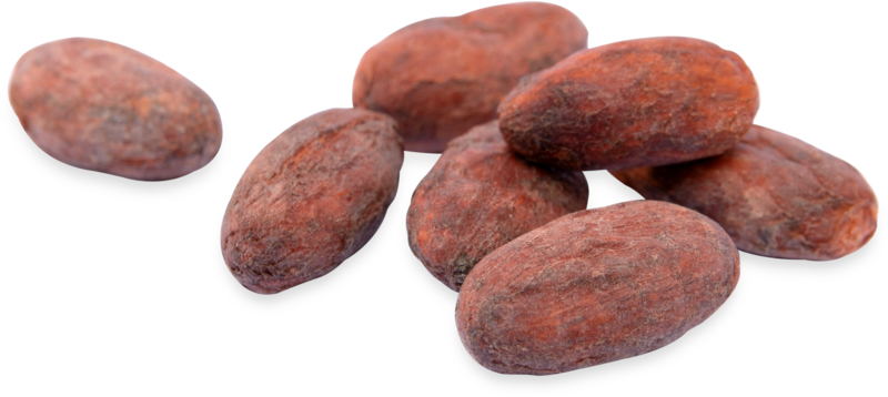 Whole Cacao Beans Isolated PNG image