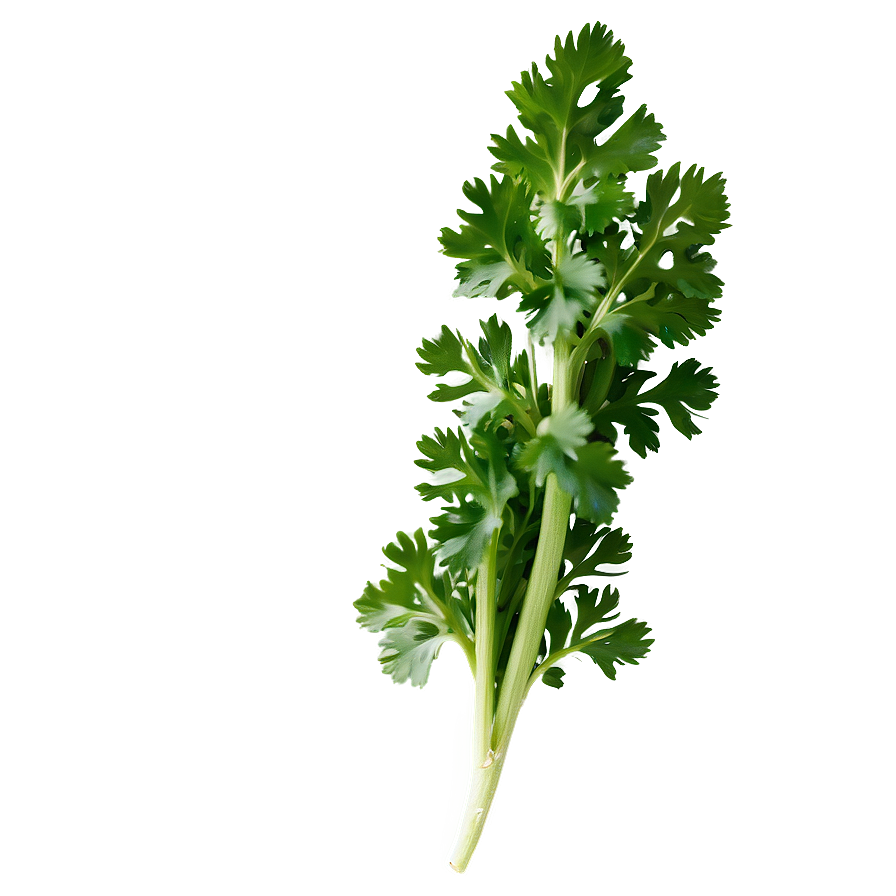 Whole Cilantro Png 7 PNG image