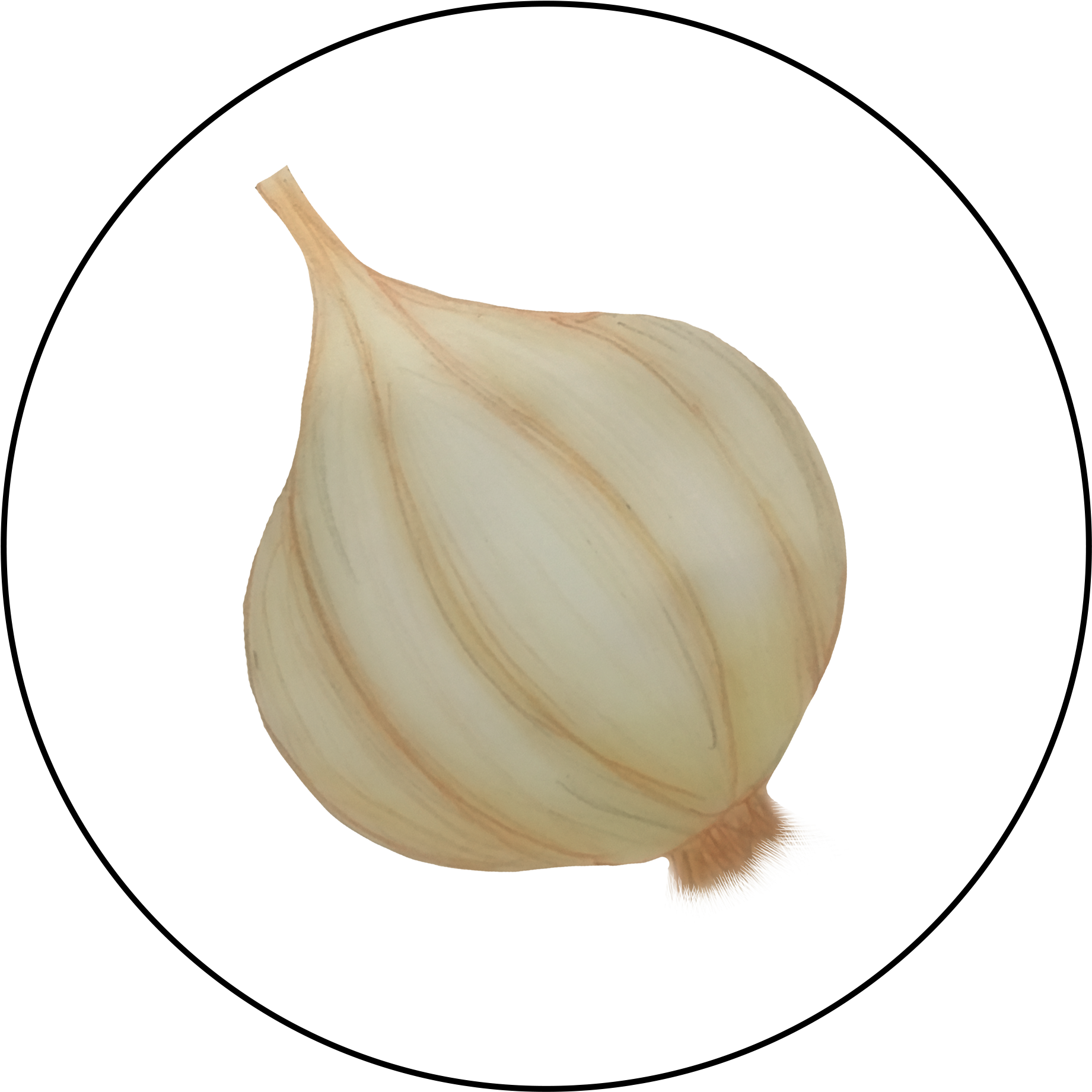 Whole Garlic Illustration.png PNG image