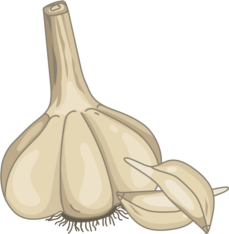 Wholeand Clove Garlic Illustration PNG image