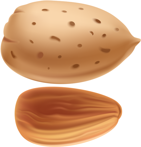 Wholeand Halved Almond Illustration PNG image