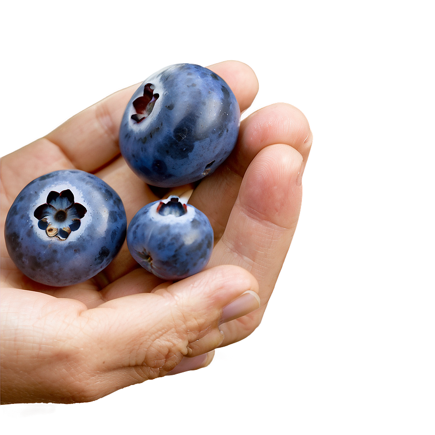 Wholesome Blueberry Handful Png Wwy PNG image