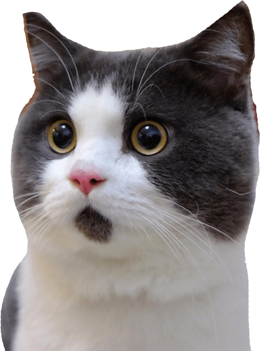 Wide Eyed Grayand White Kitten PNG image