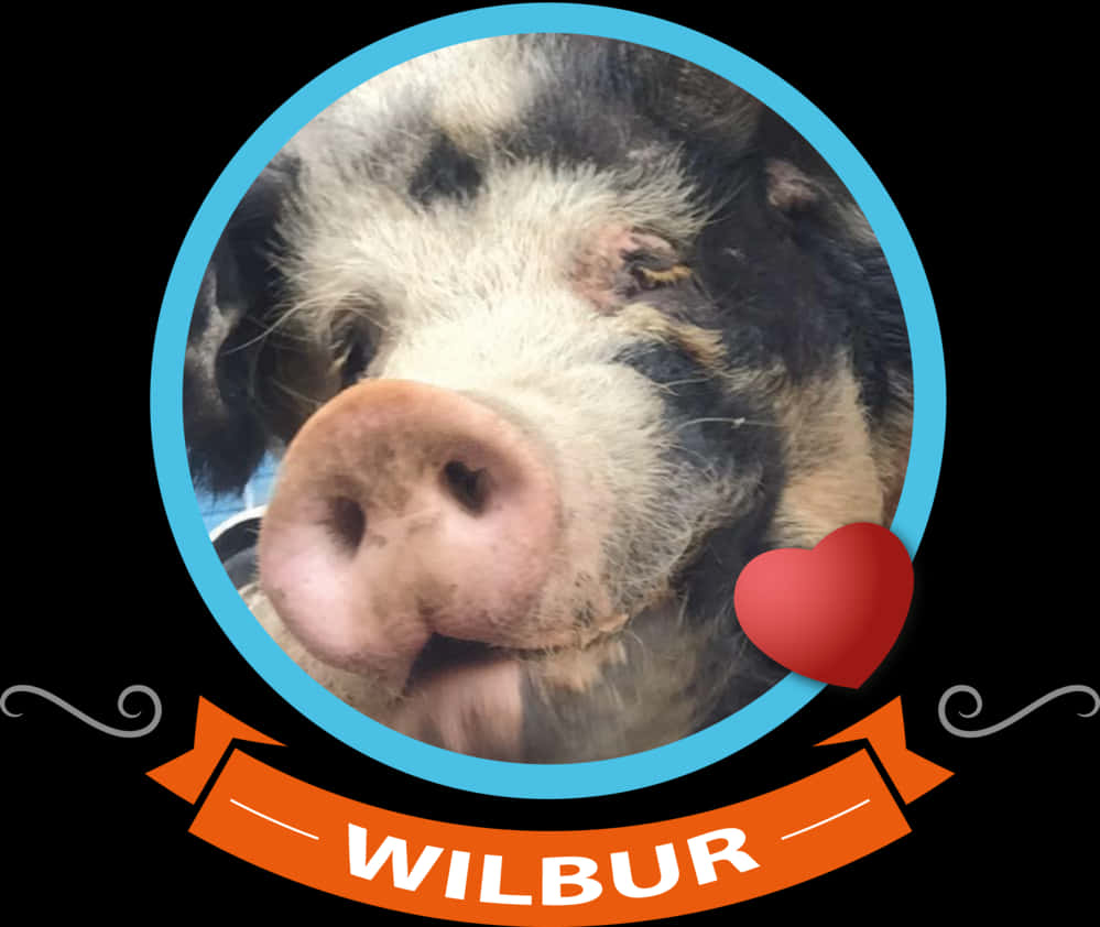 Wilbur Pig Portraitwith Heart PNG image