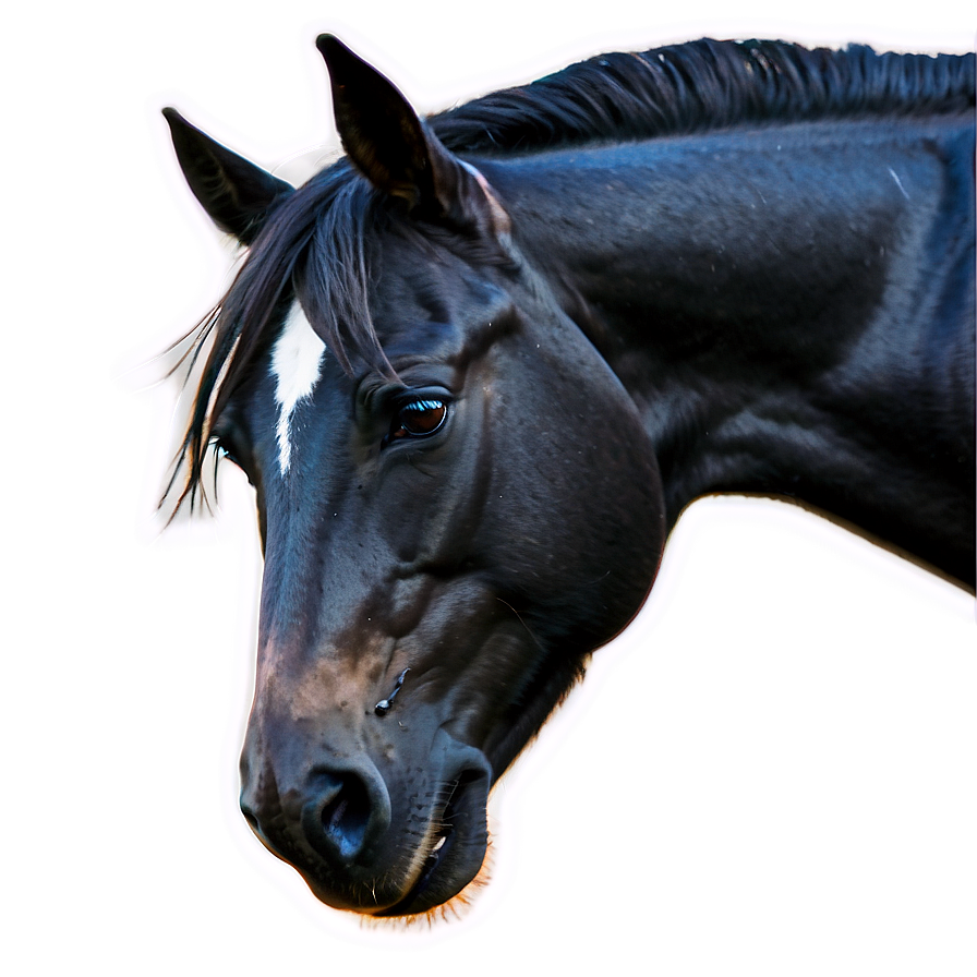 Wild Black Mustang Image Png 06262024 PNG image