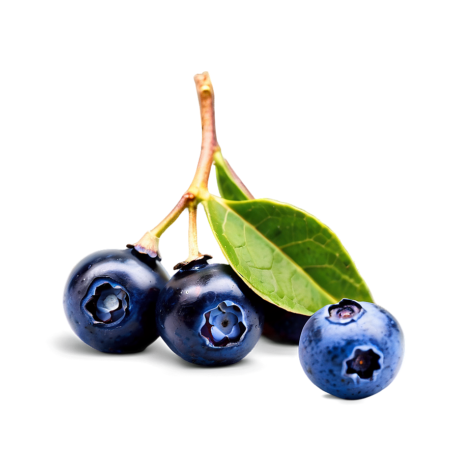 Wild Blueberries Png Bog79 PNG image