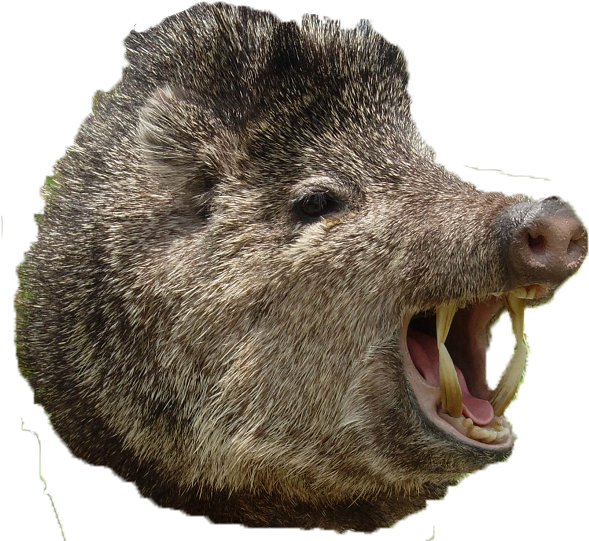 Wild Boar Aggressive Display PNG image