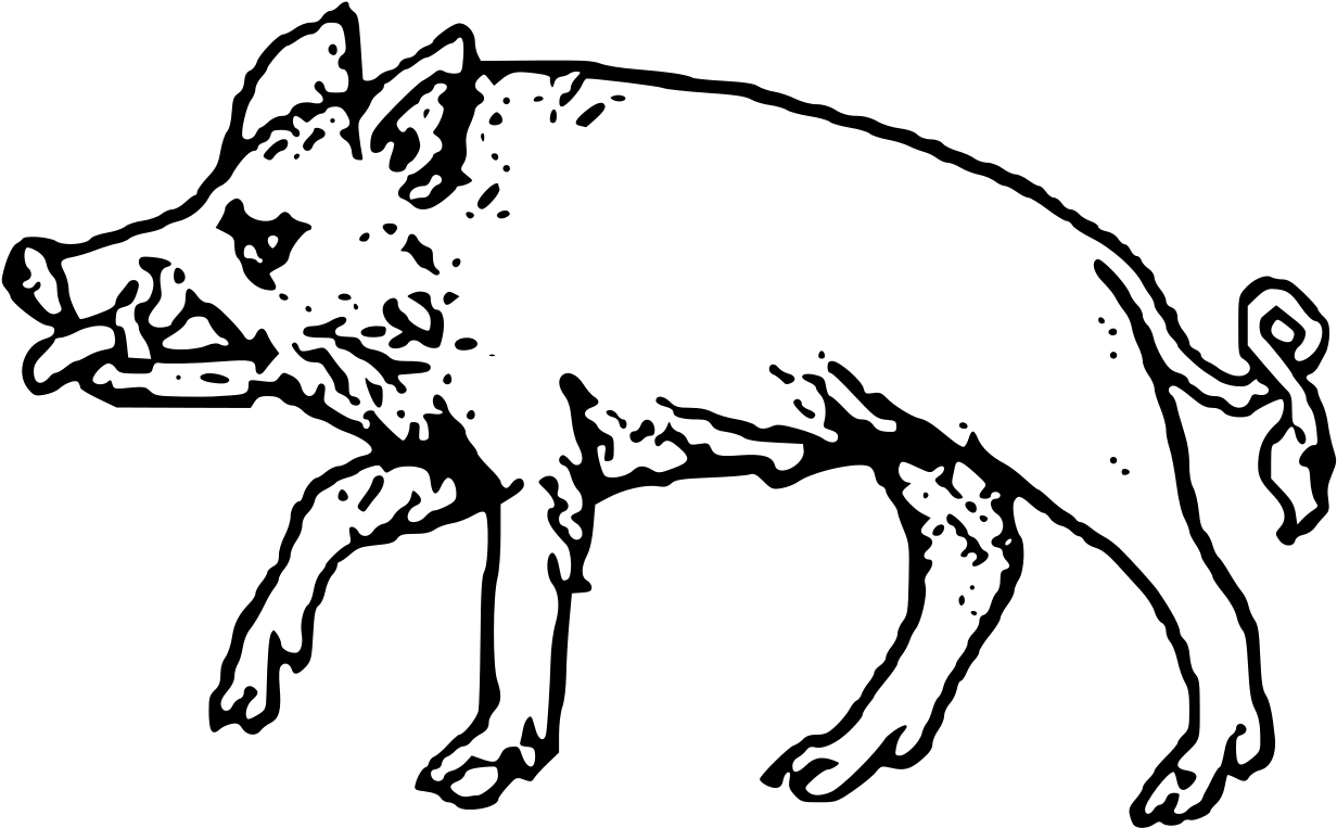 Wild Boar Illustration PNG image