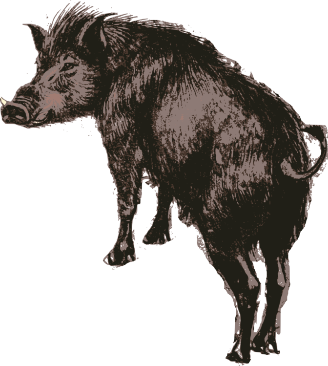 Wild Boar Illustration.png PNG image