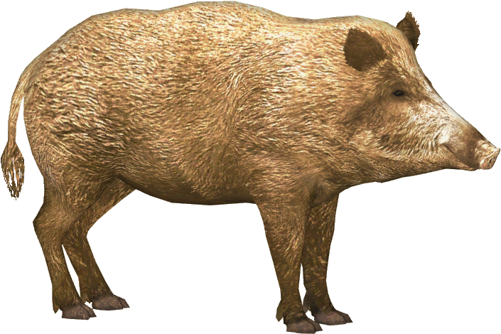 Wild Boar Isolated Image PNG image