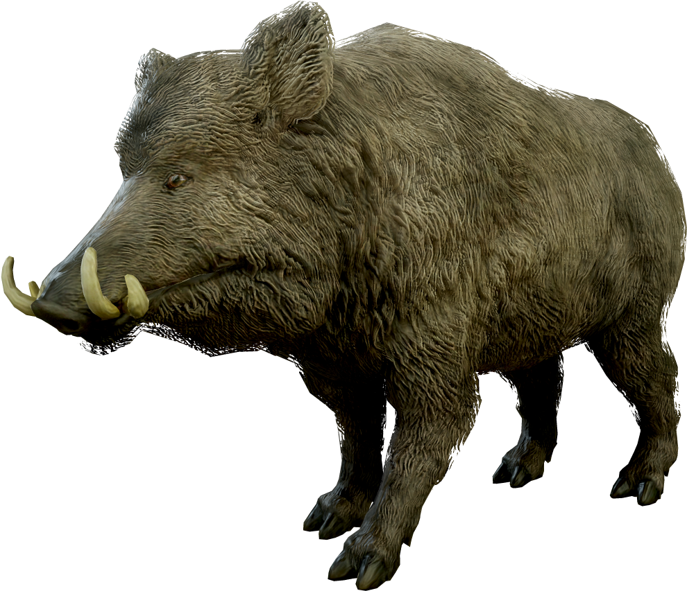 Wild Boar Isolatedon Transparent Background.png PNG image