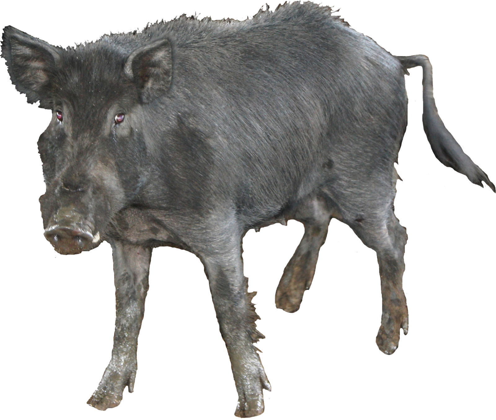 Wild Boar Isolatedon Transparent Background PNG image
