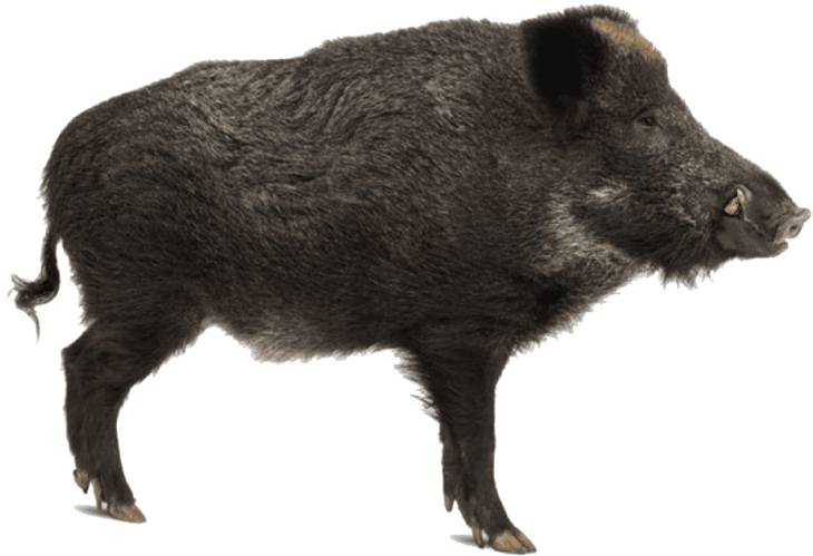 Wild Boar Profile Image PNG image