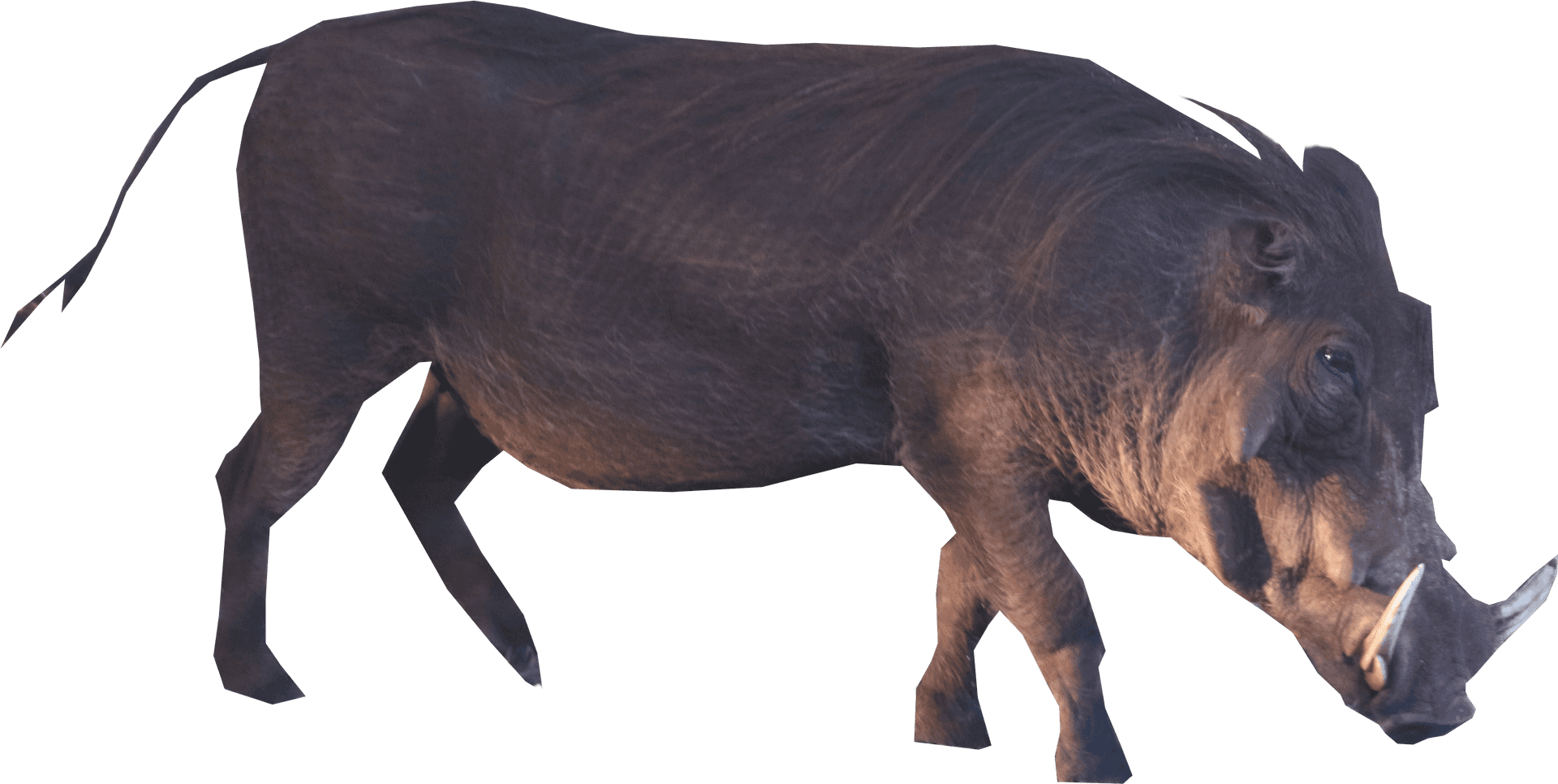 Wild Boar Side View PNG image