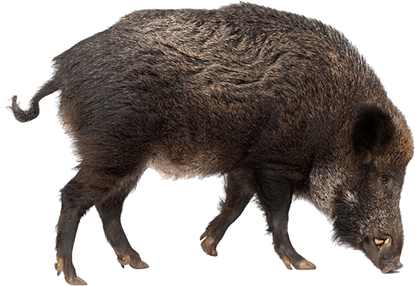 Wild Boar Side View PNG image