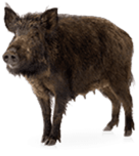 Wild Boar Standing Transparent Background.png PNG image