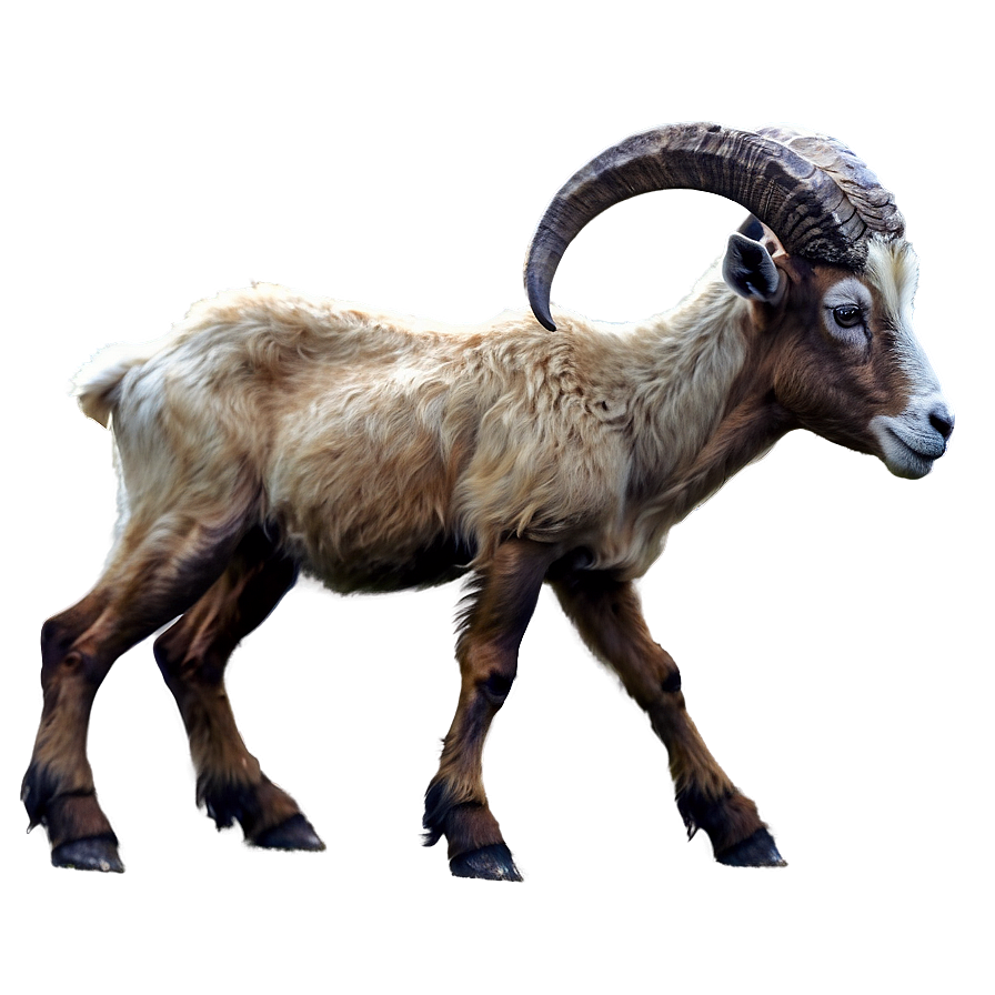 Wild Goat Png Qrd PNG image