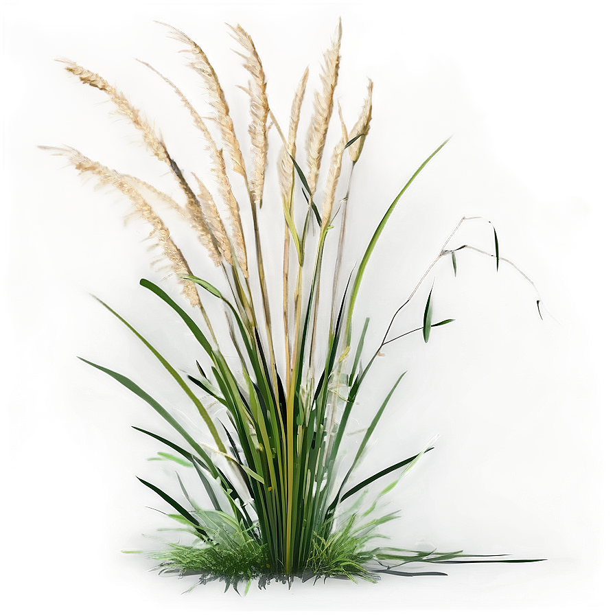 Wild Grass C PNG image