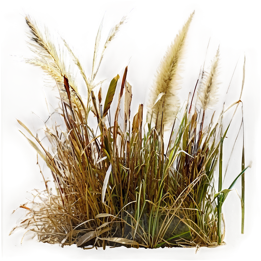 Wild Grass In Autumn Png 06292024 PNG image