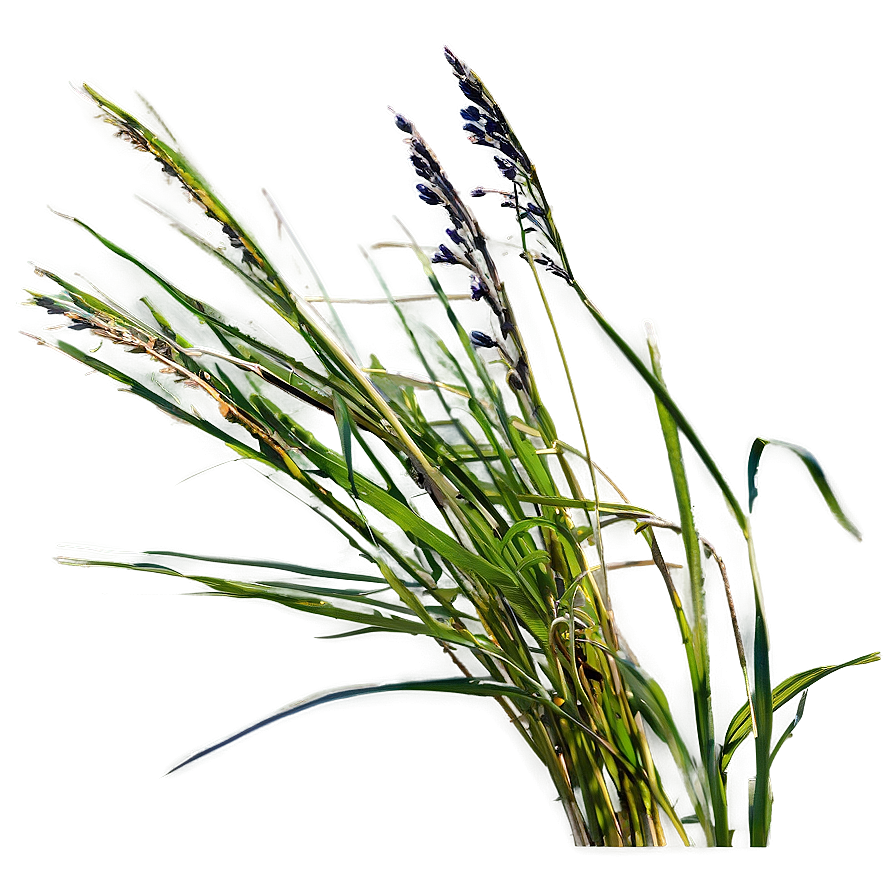 Wild Grass Under Blue Sky Png 06292024 PNG image