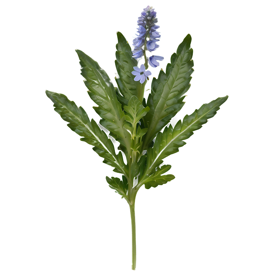 Wild Herb Png Qsw PNG image