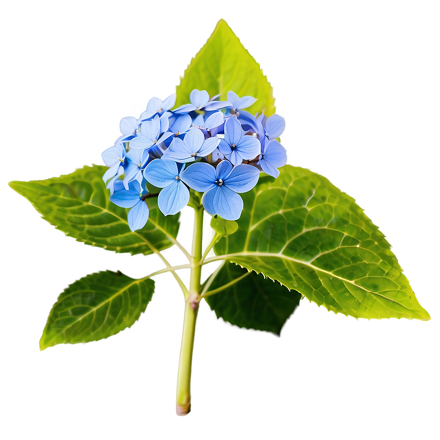 Wild Hydrangea Png 54 PNG image
