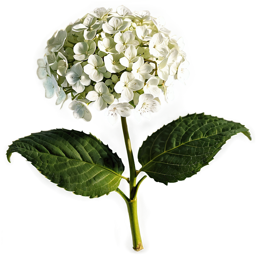 Wild Hydrangea Png 99 PNG image