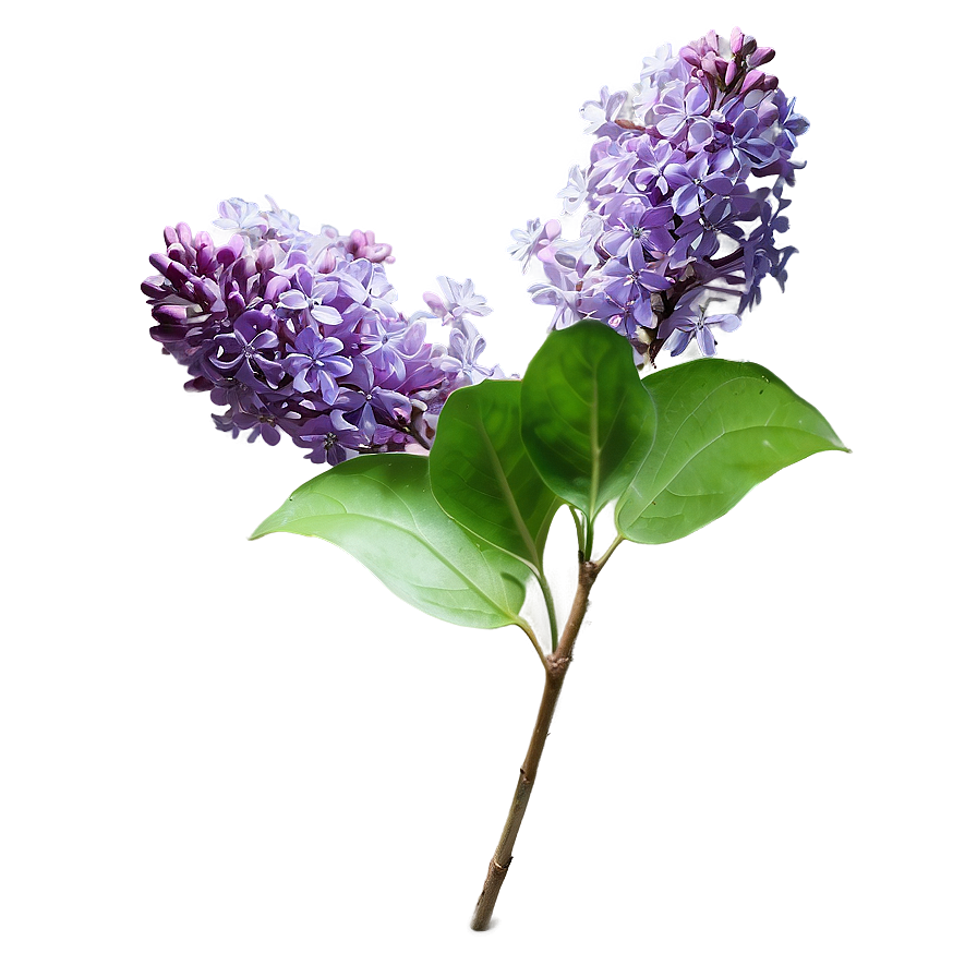 Wild Lilac Png Xnm12 PNG image