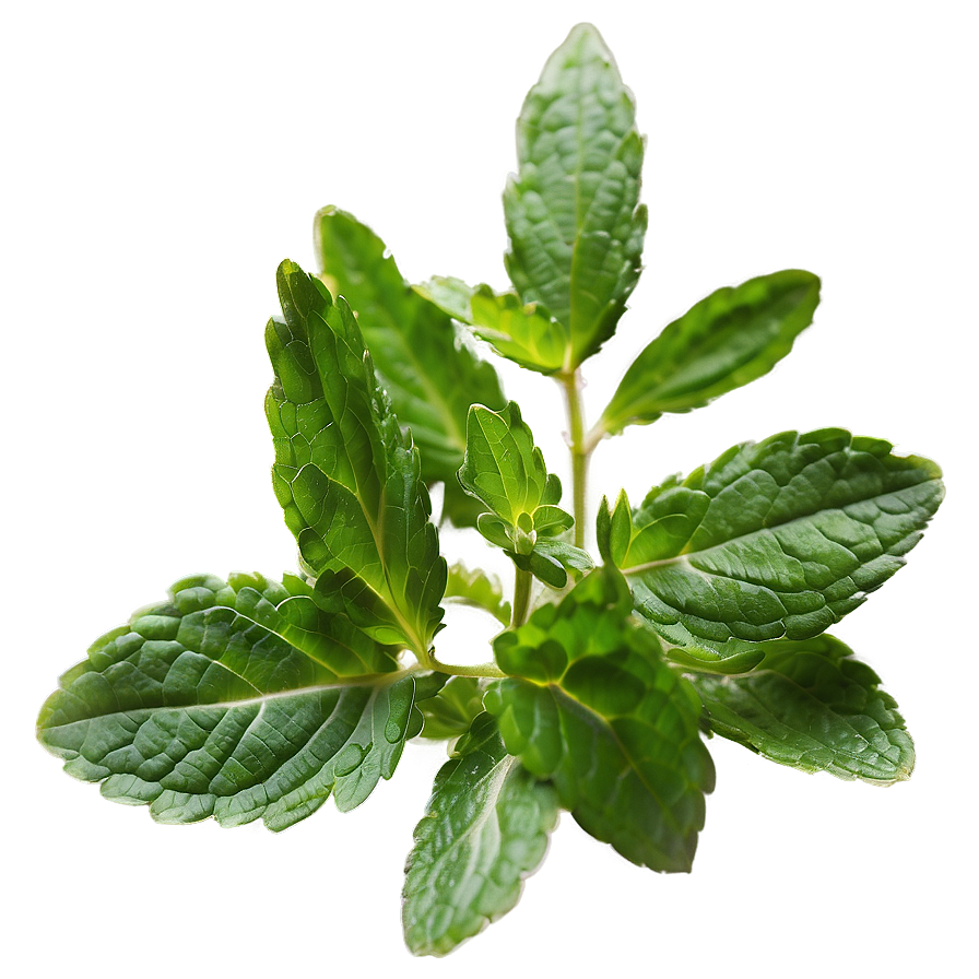 Wild Mint Leaves Png 06262024 PNG image