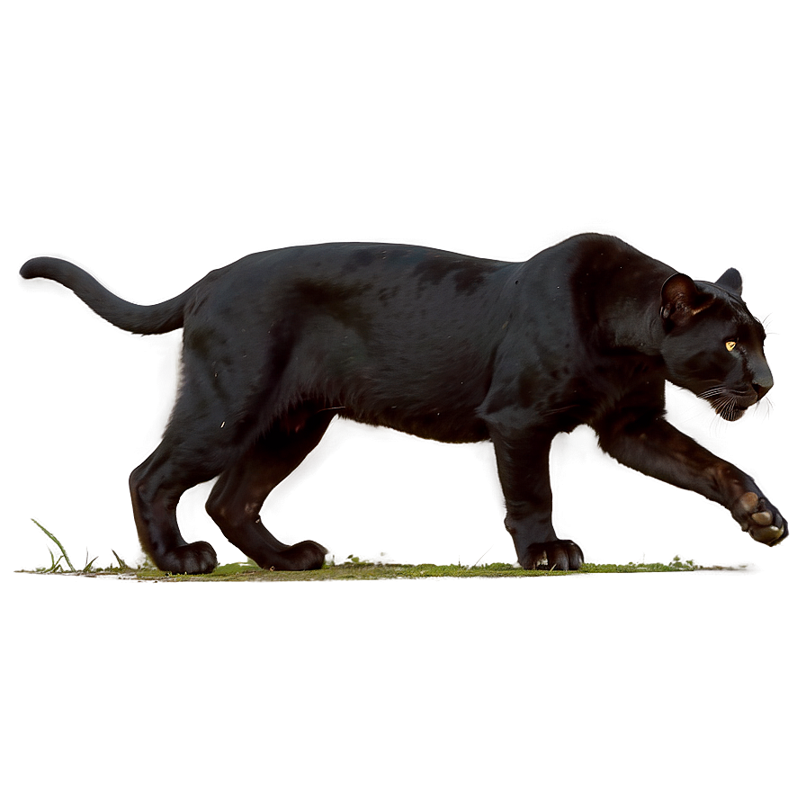 Wild Panthers In Jungle Png Dca63 PNG image