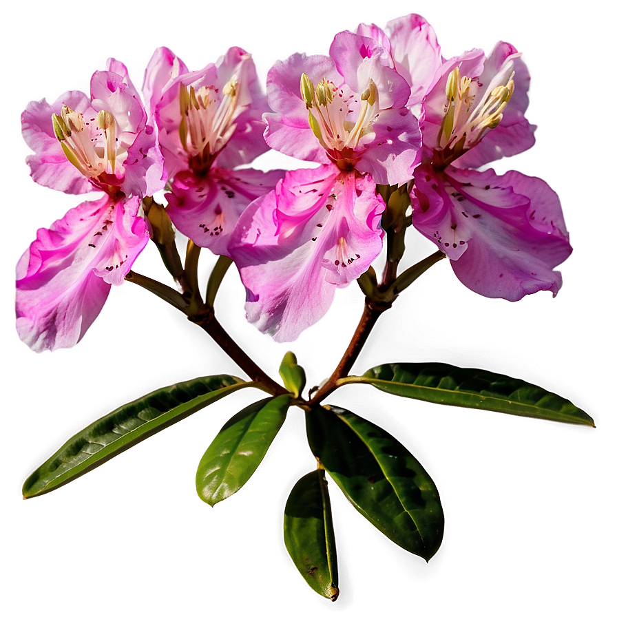 Wild Rhododendron Png Cgm PNG image