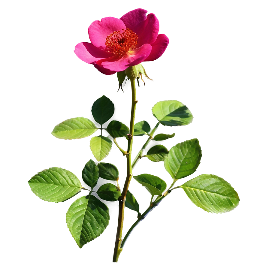 Wild Rose Png 04292024 PNG image