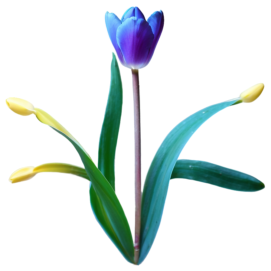 Wild Tulip Png 21 PNG image