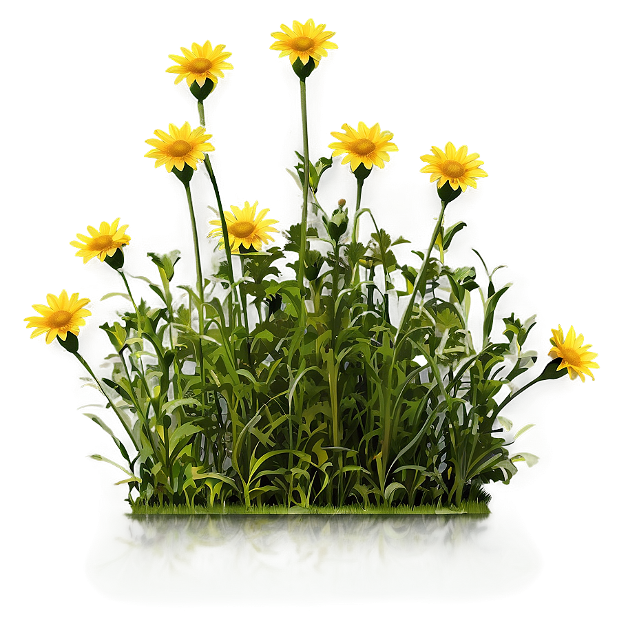 Wild Yellow Daisy Meadow Png 06292024 PNG image