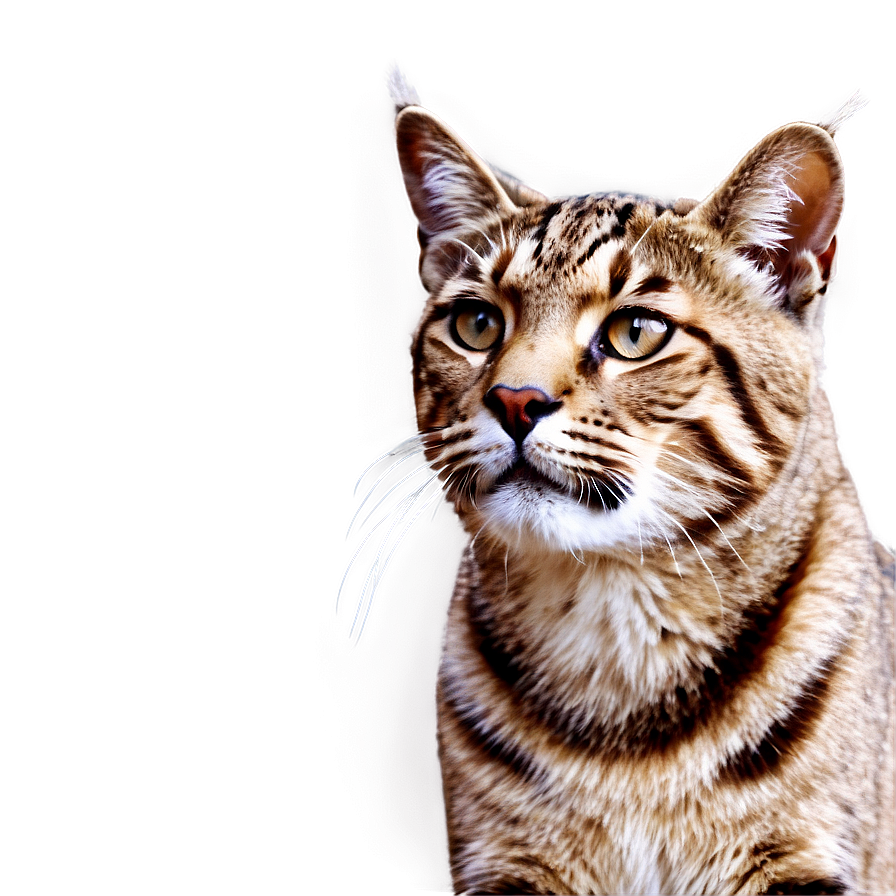 Wildcat A PNG image