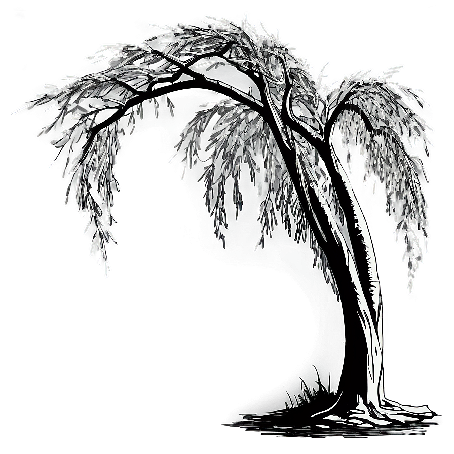 Willow Tree Line Art Png 16 PNG image