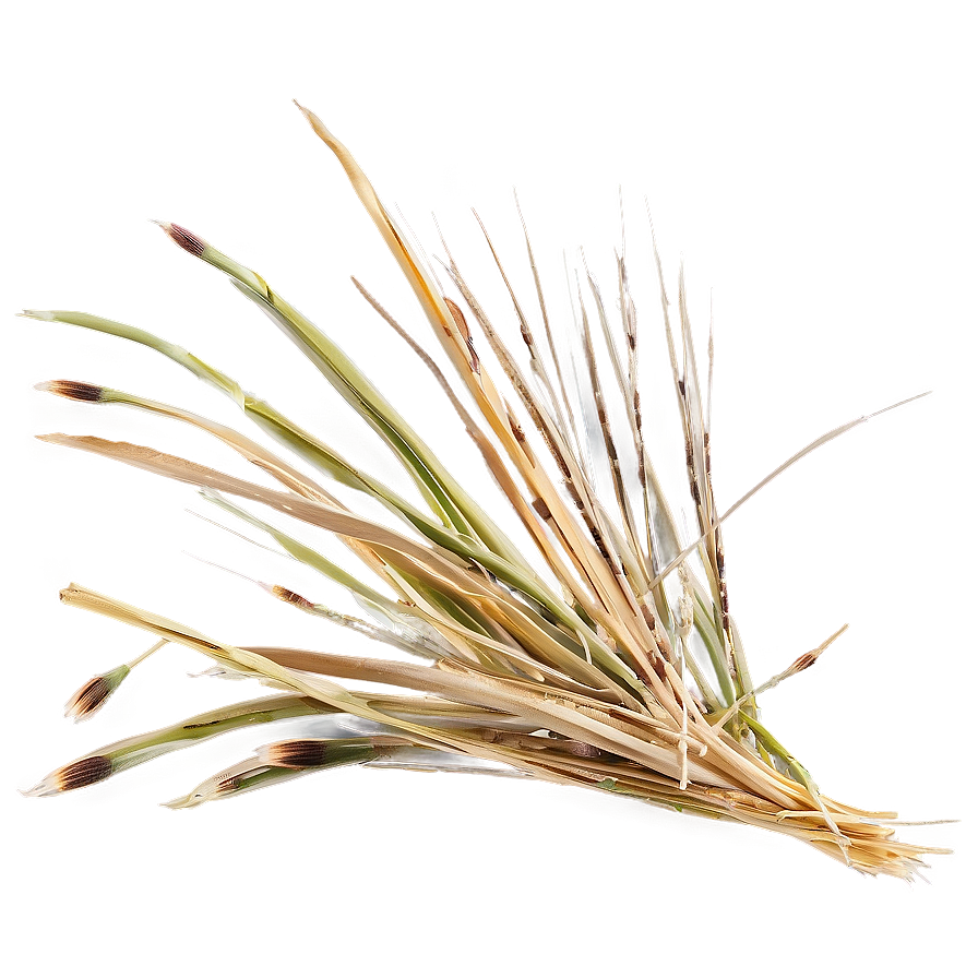 Windswept Dry Grass Png 06262024 PNG image